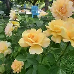 Parco Delle Rose Hotel 3*