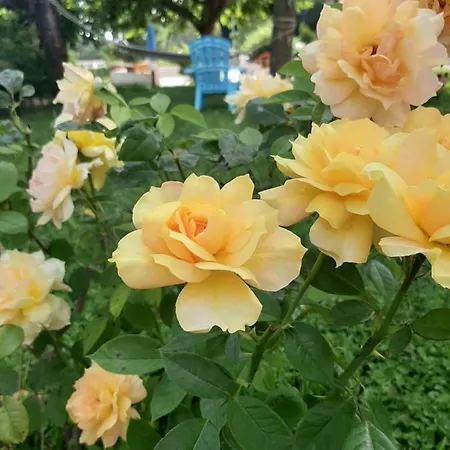 Parco Delle Rose Отель 3*