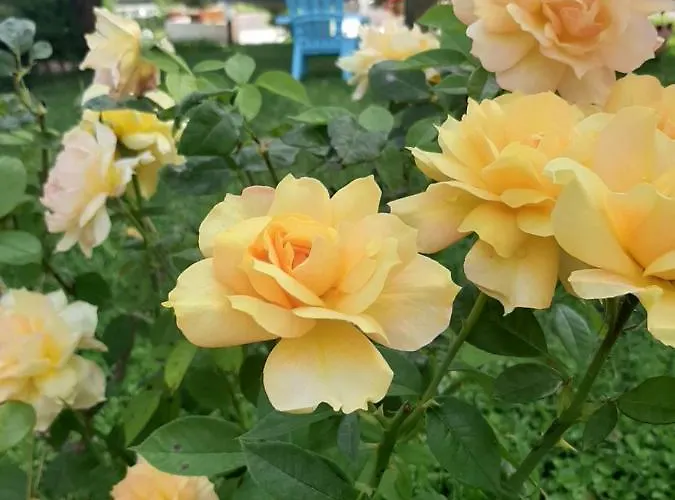 Parco Delle Rose Hotel 3*